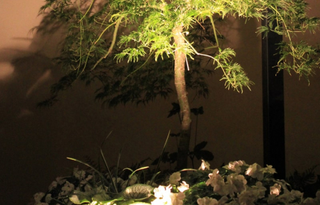 mise-en-valeur-des-plantes-par-l-eclairage